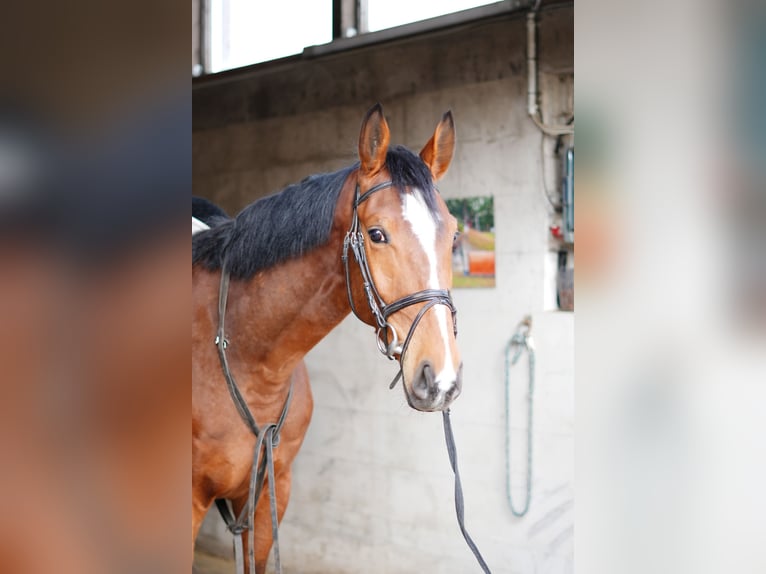 Cheval de sport allemand Hongre 4 Ans 169 cm Bai clair in Zernien