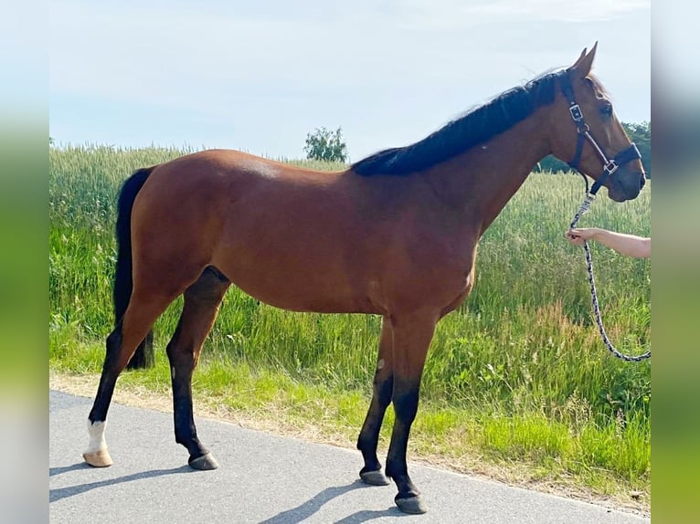 Cheval de sport allemand Hongre 4 Ans 169 cm Bai clair in Zernien