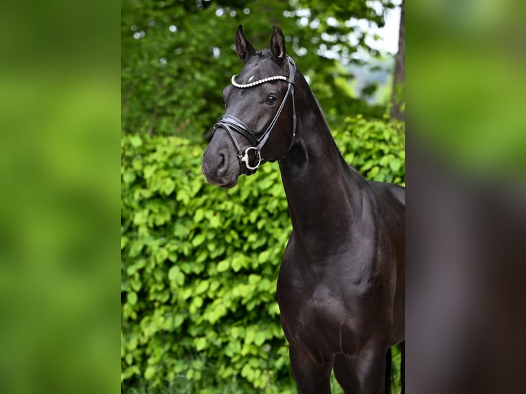 Cheval de sport allemand Hongre 4 Ans 169 cm Noir in Ostrach