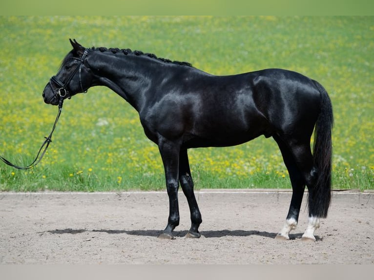 Cheval de sport allemand Hongre 4 Ans 169 cm Noir in Altensteig