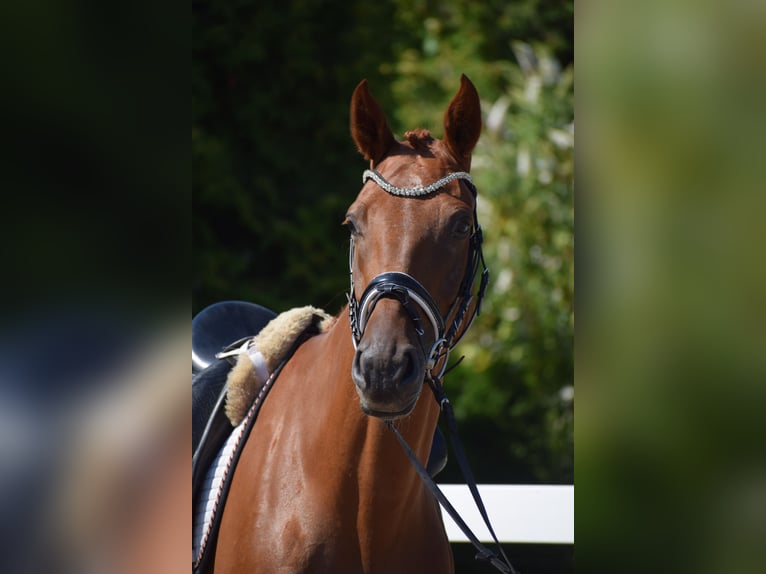 Cheval de sport allemand Hongre 4 Ans 170 cm Alezan in Dätgen