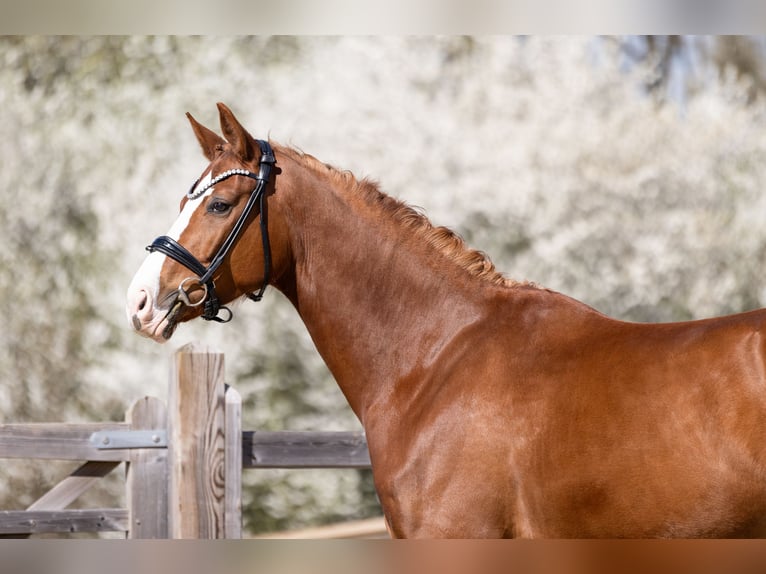 Cheval de sport allemand Hongre 4 Ans 170 cm Alezan in Bad Griesbach im Rottal