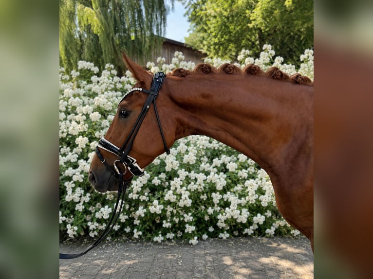 Cheval de sport allemand Hongre 4 Ans 170 cm Alezan in Bielefeld