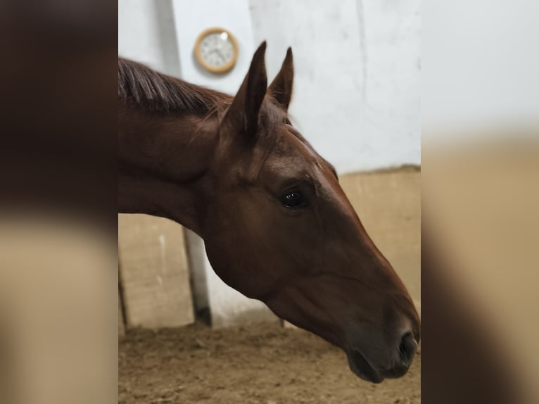 Cheval de sport allemand Hongre 4 Ans 170 cm Alezan in Pu