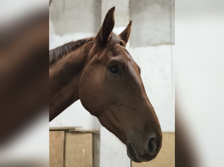 Cheval de sport allemand Hongre 4 Ans 170 cm Alezan in Pu