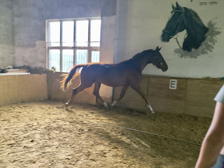 Cheval de sport allemand Hongre 4 Ans 170 cm Alezan in Pu