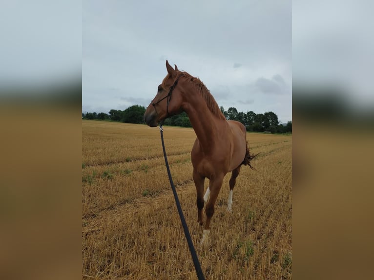 Cheval de sport allemand Hongre 4 Ans 170 cm Alezan in Weinheim