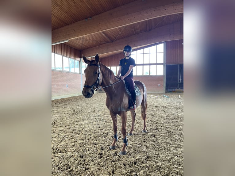 Cheval de sport allemand Hongre 4 Ans 170 cm Alezan in V&#xF6;hl