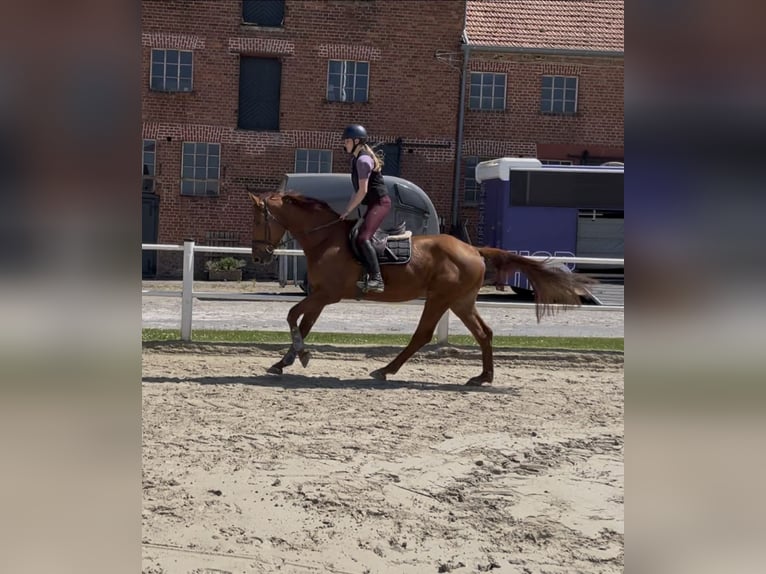 Cheval de sport allemand Hongre 4 Ans 170 cm Alezan in V&#xF6;hl