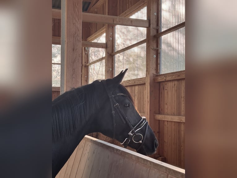 Cheval de sport allemand Hongre 4 Ans 170 cm Bai brun in Kraiburg am Inn