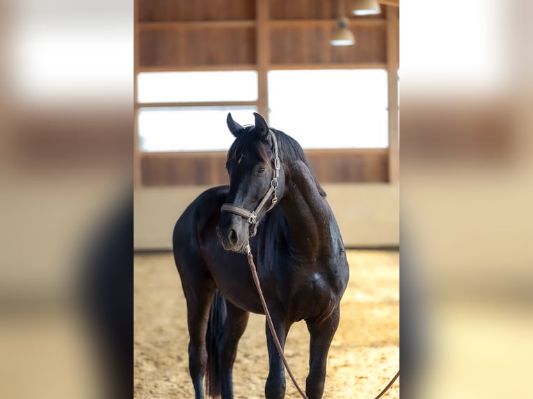 Cheval de sport allemand Hongre 4 Ans 170 cm Bai brun in Kraiburg am Inn