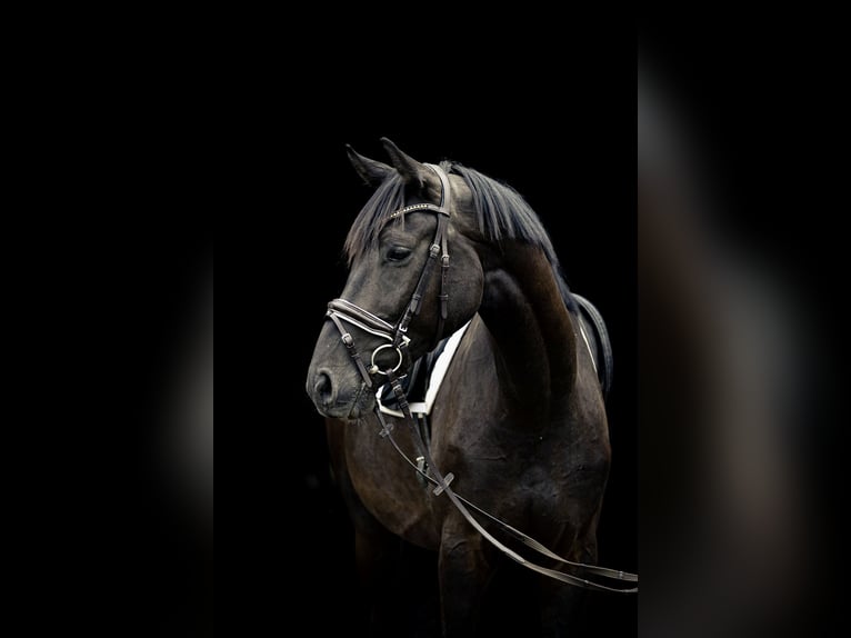 Cheval de sport allemand Hongre 4 Ans 170 cm Bai brun in Kraiburg am Inn