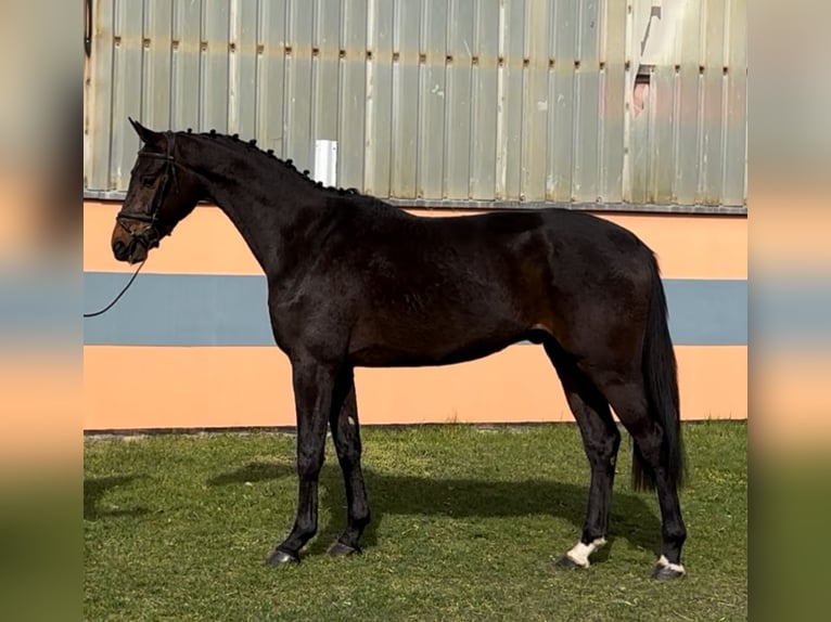 Cheval de sport allemand Hongre 4 Ans 170 cm Bai brun in Schönwalde