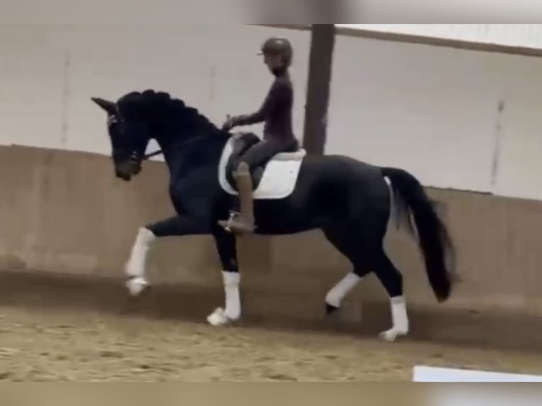 Cheval de sport allemand Hongre 4 Ans 170 cm Bai brun foncé in Bielefeld