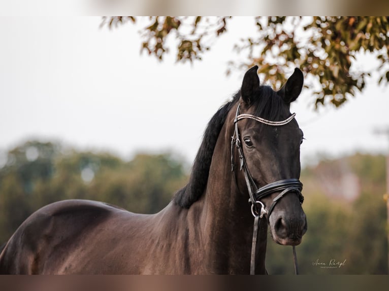 Cheval de sport allemand Hongre 4 Ans 170 cm Bai brun foncé in Velden