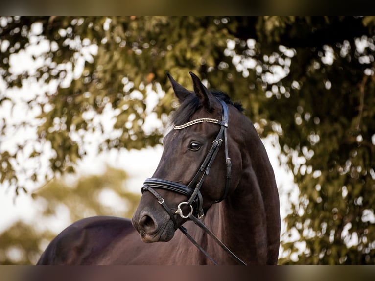 Cheval de sport allemand Hongre 4 Ans 170 cm Bai brun foncé in Velden