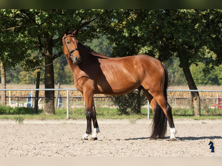 Cheval de sport allemand Hongre 4 Ans 170 cm Bai in Karlsfeld