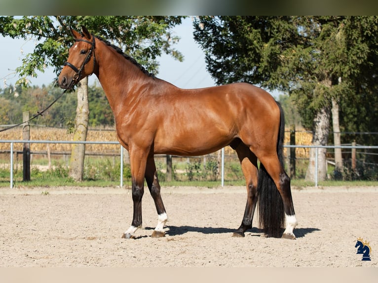 Cheval de sport allemand Hongre 4 Ans 170 cm Bai in Karlsfeld