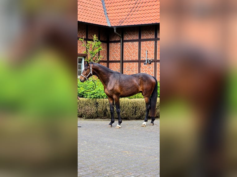 Cheval de sport allemand Hongre 4 Ans 170 cm Bai in Warendorf