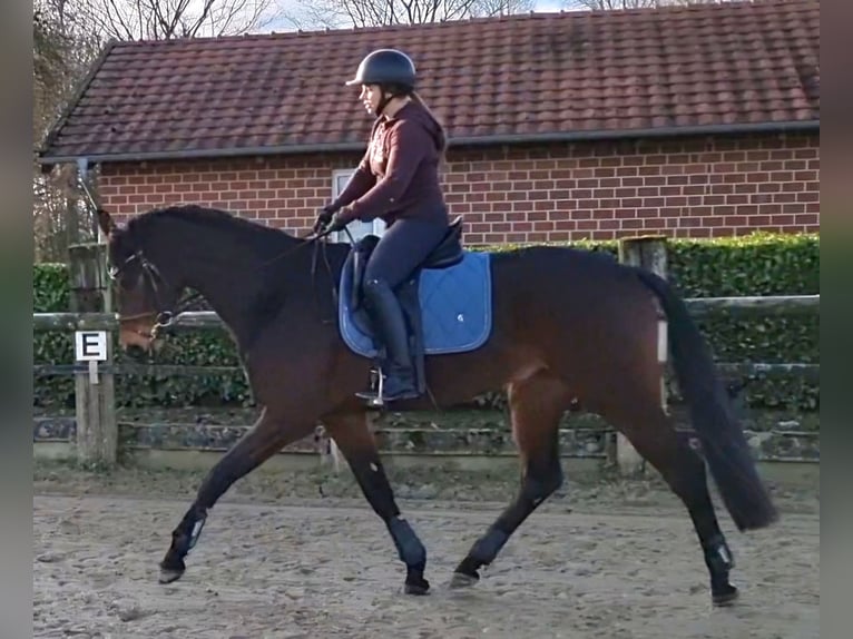 Cheval de sport allemand Hongre 4 Ans 170 cm Bai in Nottuln