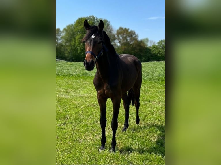 Cheval de sport allemand Hongre 4 Ans 170 cm Bai in Nottuln