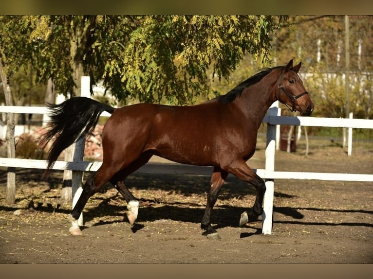 Cheval de sport allemand Hongre 4 Ans 170 cm Bai in Békéscsaba