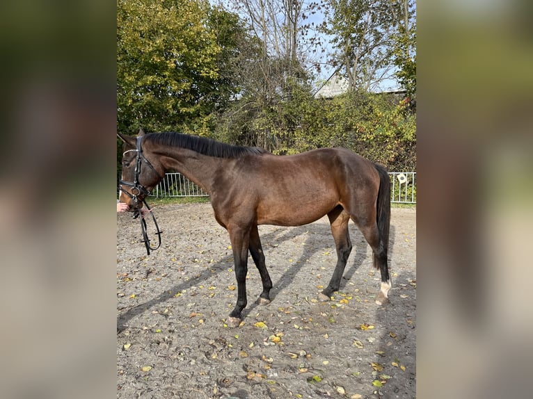 Cheval de sport allemand Hongre 4 Ans 170 cm Bai in Chemnitz