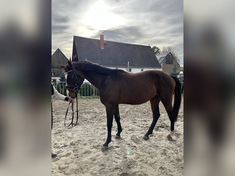 Cheval de sport allemand Hongre 4 Ans 170 cm Bai in Chemnitz