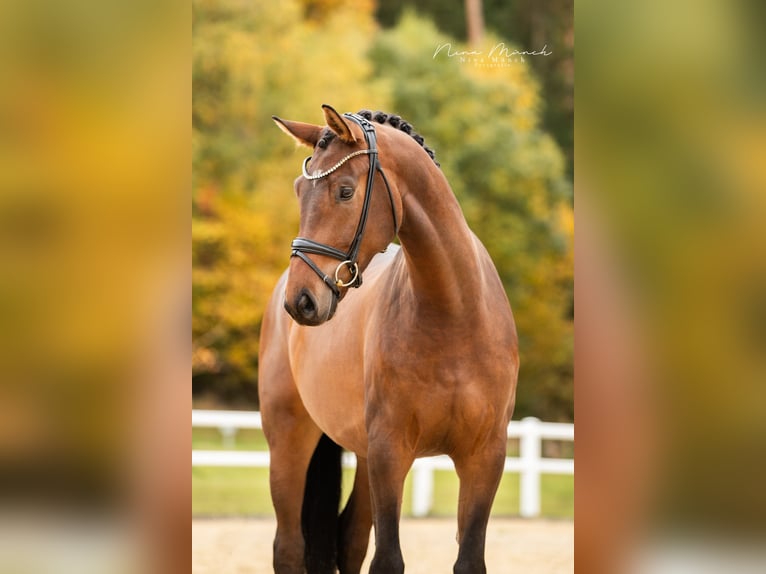 Cheval de sport allemand Hongre 4 Ans 170 cm Bai in Kirchenthumbach