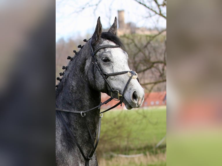 Cheval de sport allemand Hongre 4 Ans 170 cm Gris in Gomadingen