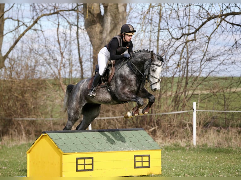 Cheval de sport allemand Hongre 4 Ans 170 cm Gris in Gomadingen