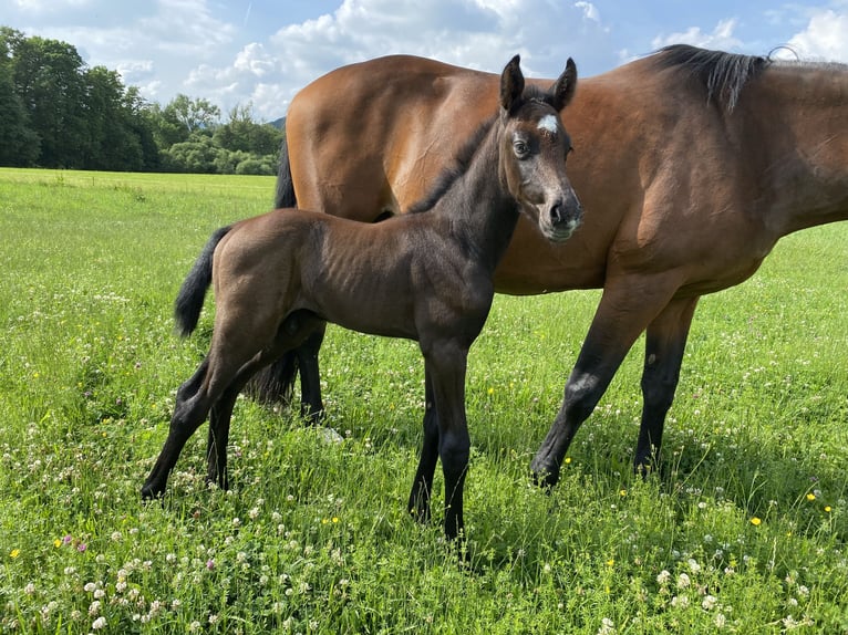 Cheval de sport allemand Hongre 4 Ans 170 cm Gris in Neidhartshausen