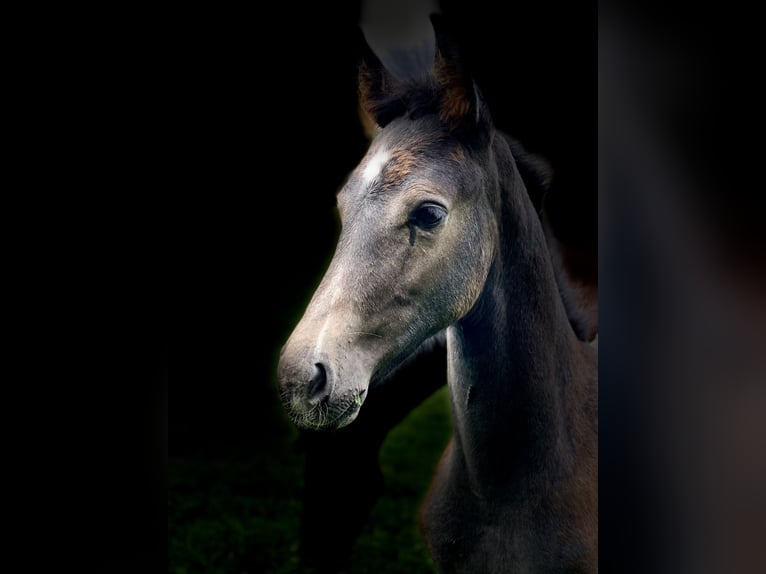 Cheval de sport allemand Hongre 4 Ans 170 cm Gris in Neidhartshausen