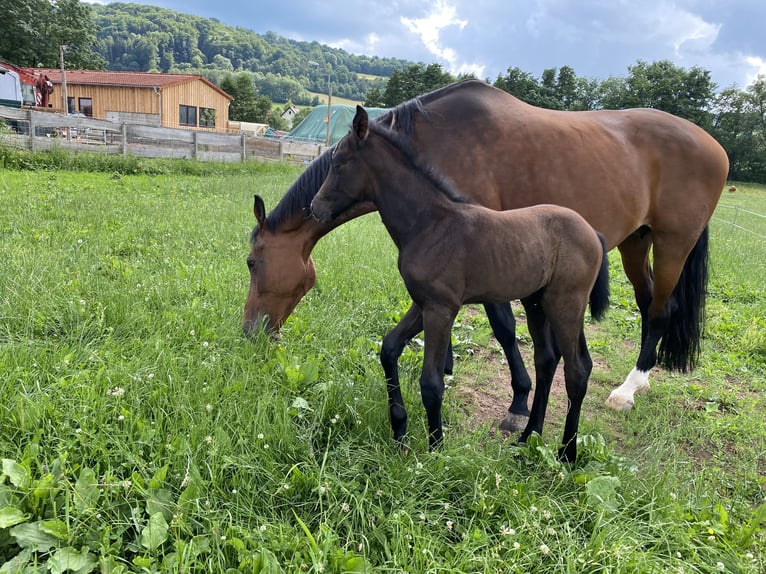 Cheval de sport allemand Hongre 4 Ans 170 cm Gris in Neidhartshausen