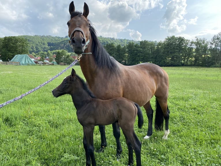 Cheval de sport allemand Hongre 4 Ans 170 cm Gris in Neidhartshausen
