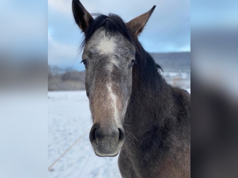 Cheval de sport allemand Hongre 4 Ans 170 cm Gris in Neidhartshausen