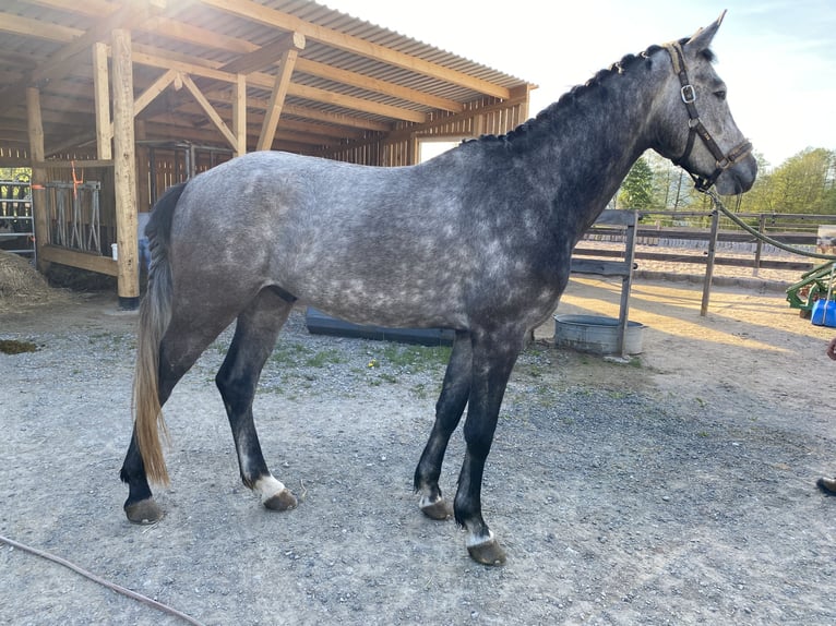 Cheval de sport allemand Hongre 4 Ans 170 cm Gris in Neidhartshausen