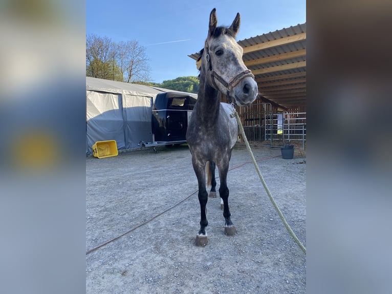 Cheval de sport allemand Hongre 4 Ans 170 cm Gris in Neidhartshausen