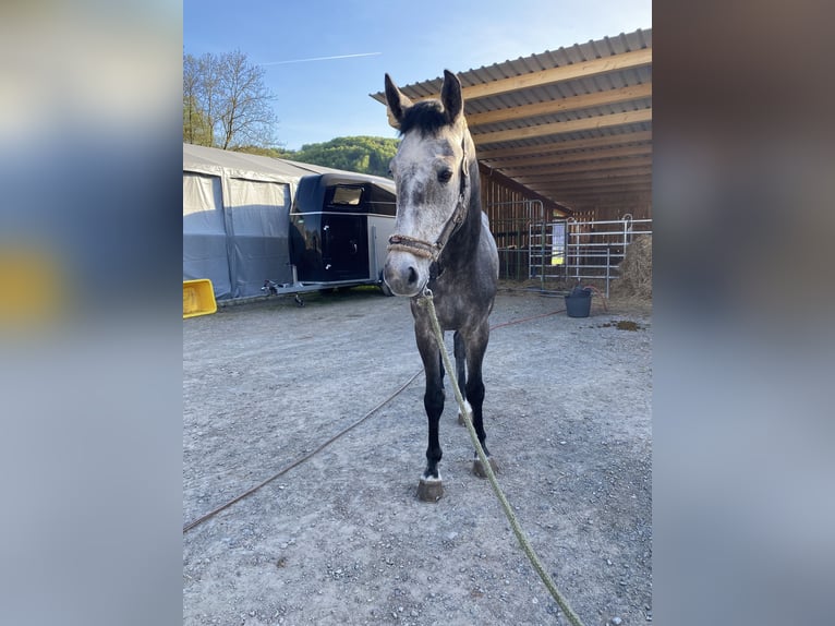 Cheval de sport allemand Hongre 4 Ans 170 cm Gris in Neidhartshausen