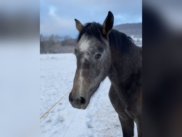 Cheval de sport allemand Hongre 4 Ans 170 cm Gris in Neidhartshausen