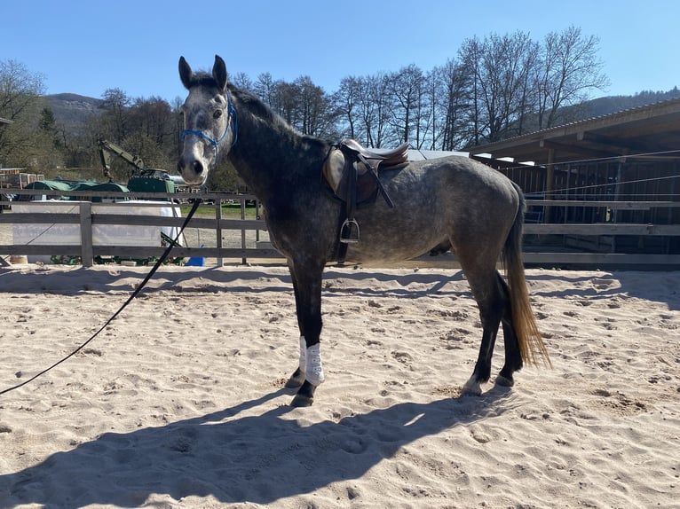 Cheval de sport allemand Hongre 4 Ans 170 cm Gris in Neidhartshausen