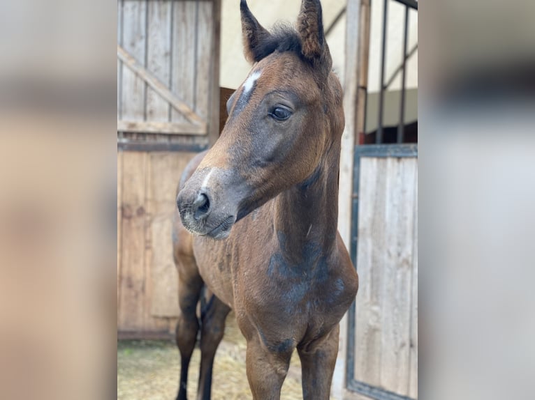Cheval de sport allemand Hongre 4 Ans 170 cm Gris in Neidhartshausen
