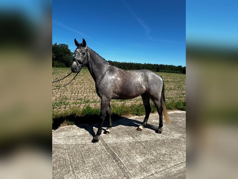 Cheval de sport allemand Hongre 4 Ans 170 cm Gris in Mieste
