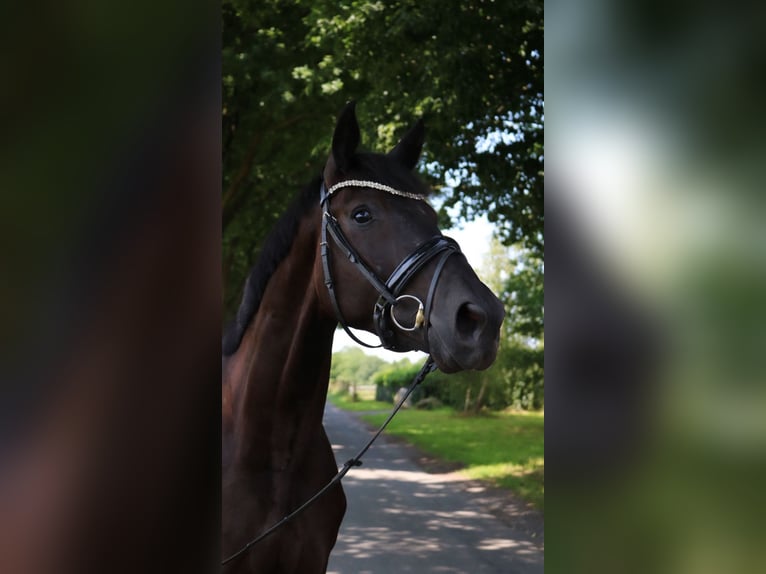 Cheval de sport allemand Hongre 4 Ans 170 cm Noir in L&#xFC;dinghausen