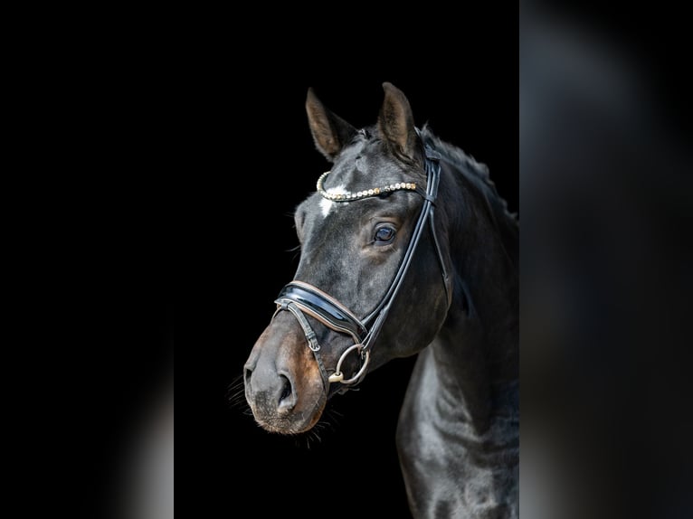 Cheval de sport allemand Hongre 4 Ans 171 cm Bai brun in Rosenheim