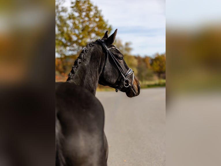 Cheval de sport allemand Hongre 4 Ans 171 cm Bai brun in Rosenheim