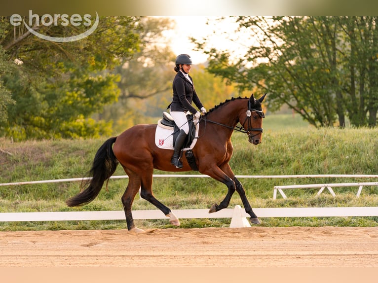 Cheval de sport allemand Hongre 4 Ans 171 cm  in Leuna