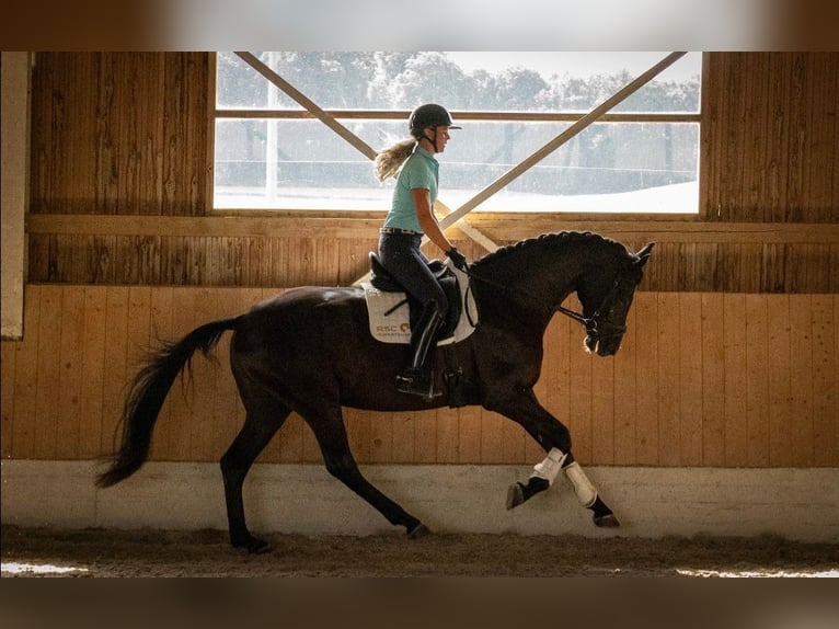 Cheval de sport allemand Hongre 4 Ans 171 cm Noir in Bad Schussenried