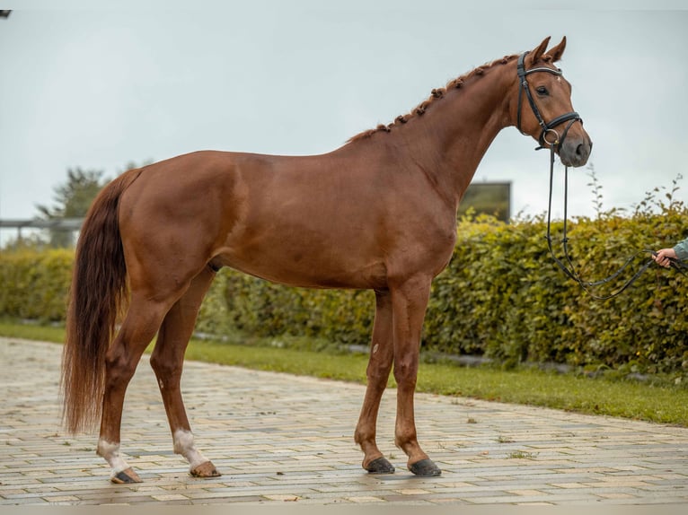 Cheval de sport allemand Hongre 4 Ans 172 cm Alezan brûlé in Gomadingen