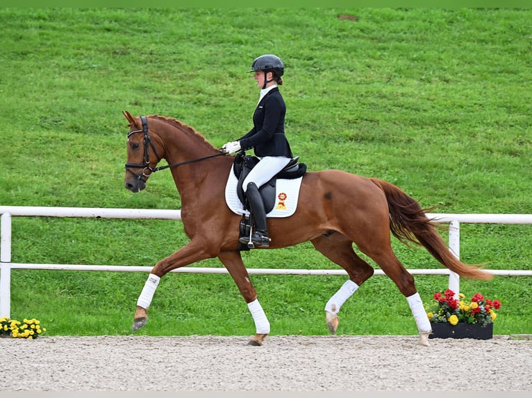 Cheval de sport allemand Hongre 4 Ans 172 cm Alezan brûlé in Gomadingen